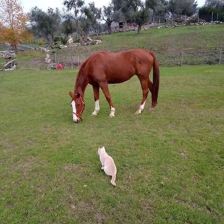 House In 10 Acres Of Grass With Horses * Erétria