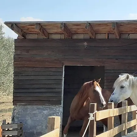 Dom wakacyjny House In 10 Acres Of Grass With Horses *